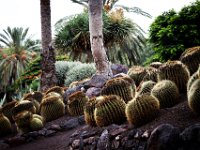 Oasis Park Fuerteventura DekaDeEs  (216)  OASIS PARK Fuerteventura 2016 fot. DeKaDeEs/Kroniki Poznania © ®